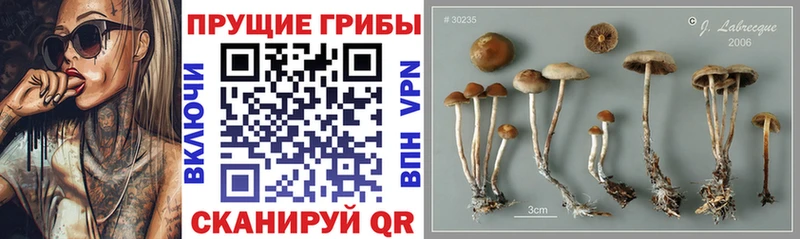 Псилоцибиновые грибы Psilocybe  Полярный 